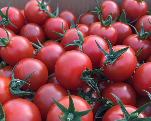 農園風景画像　たくさんのミニトマト